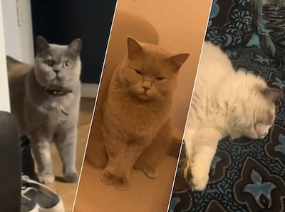 Vasten met je kat: verwarde ramadankatten zijn grote hit op TikTok