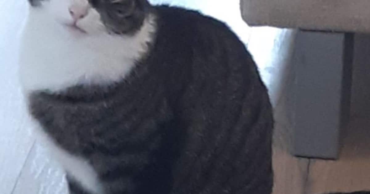 Heb jij Jazz gezien? Dit huisdier wordt in Zutphen vermist