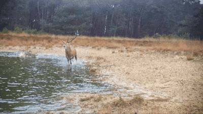 Aangevallen hert duikt weer op na spectaculaire beelden van wolvenjacht: ‘Survival of the fittest’