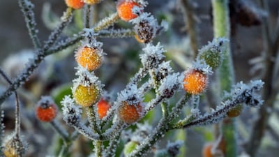 Winterwandeling over landgoed Warnsborn in Arnhem