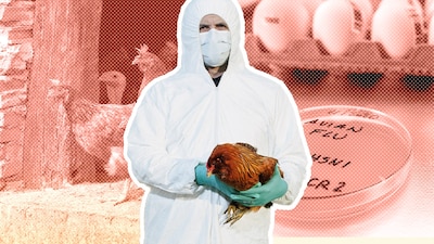 Vogelgriep in Alblasserwaard, 16.000 biologische kippen gedood