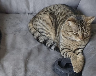 Heb jij Gizmo gezien? Dit huisdier wordt in Duiven vermist