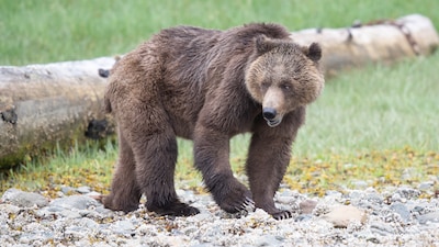 Grizzlybeer valt schoolklas aan in Canada: vier ernstig gewonden, leraar die ‘volle laag’ kreeg in levensgevaar