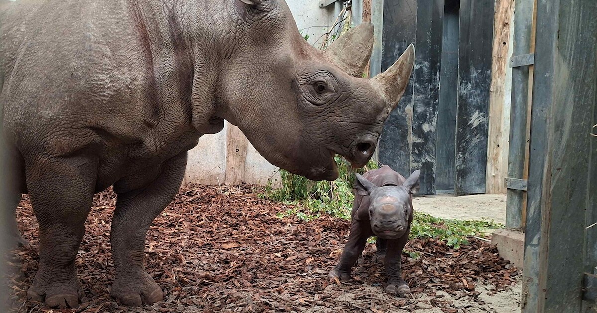 Zeldzame puntlipneushoorn geboren in Beekse Bergen, naam gekozen via sociale media