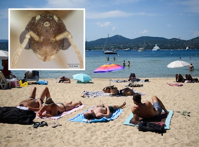 Zuid-Frankrijk gealarmeerd door oprukken elektrische mieren: ‘Ze eten zelfs vogels’