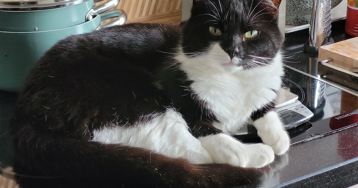 Heb jij Wokkel gezien? Dit huisdier wordt in Lingewaard vermist