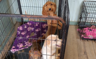 Dode pup en 71 verwaarloosde honden gevonden in Friese woonboerderij