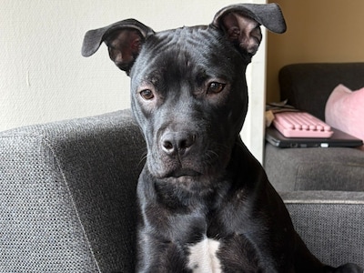 Chantal ziet haar vermiste hondje dag later op Marktplaats staan, dan maakt haar vriend afspraak met de verkoper