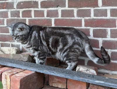 Heb jij Kobus gezien? Dit huisdier wordt in Winterswijk vermist