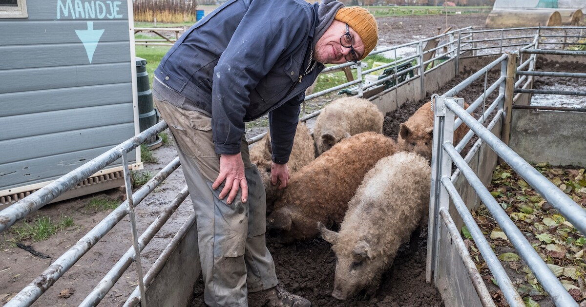 Fake Mulder begon een stadstuin in Ottersum, maar nu balen de buren van zijn Hongaarse wolvarkens