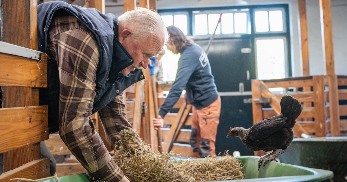 Bertus (66) werkt én woont al 46 jaar op de kinderboerderij, nu neemt hij afscheid: ‘Dit is mijn hel
