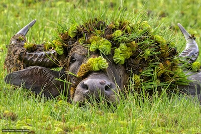 Deze hilarische dierenfoto’s zijn genomineerd voor de Comedy Wildlife Awards 2026