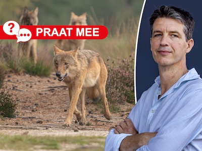 Na een jaar zonder wolfaanvallen keert het publiek terug naar de natuur, voel jij je ook weer veilig