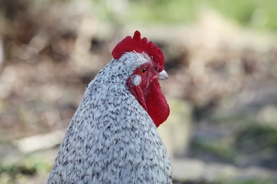 Het kostbare sieraad van Margots moeder maakt een vreemde reis
