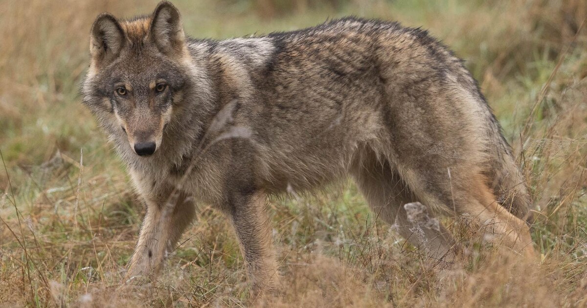 IVN verzorgt in Ugchelen avond over de terugkeer van de wolf