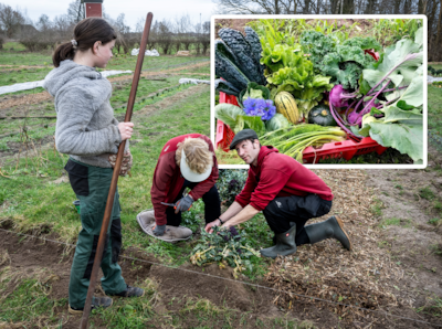 Spruitbroccoli, slaplanten en palmkool: in deze tuin in Nederasselt haal je wel heel bijzondere groe