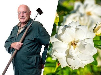 Wilde rozen bloeien kort maar geven je tuin toch heel de winter kleur