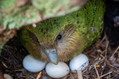 Dit dikke, slome papegaaitje wordt met uitsterven bedreigd, maar nu komt er opeens een babyboom