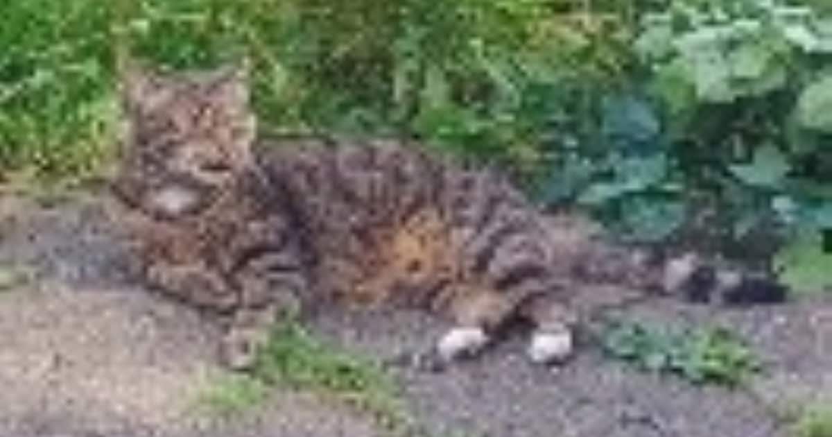 Heb jij Tarzan of Nelis gezien? Deze twee huisdieren worden in Rheden vermist