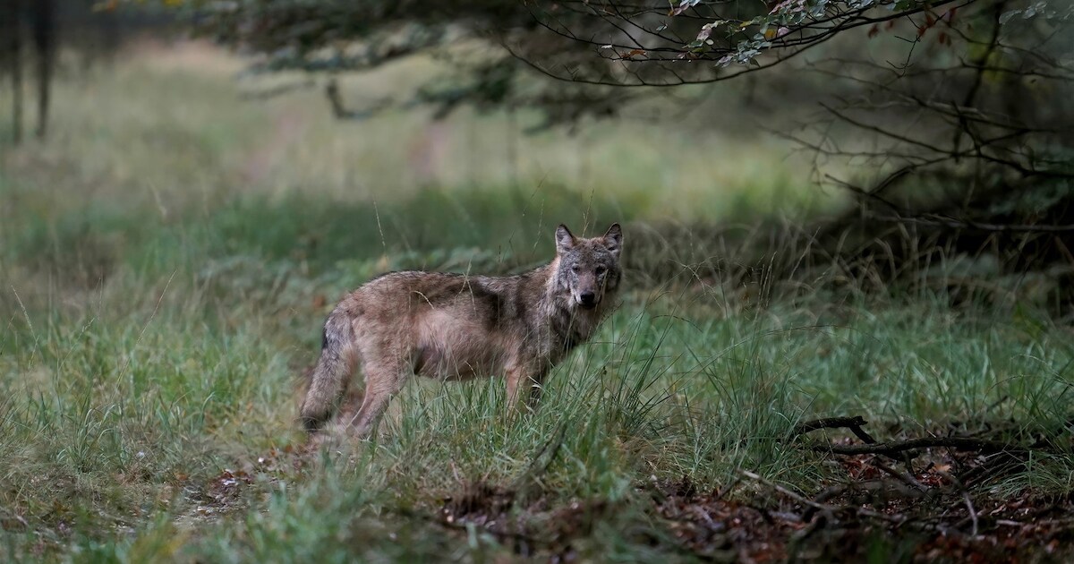 Wolf doodgereden bij ecoduct in Leusden