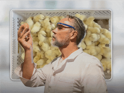 Vrolijk Pasen, maar niet voor 120.000 eendagshaantjes