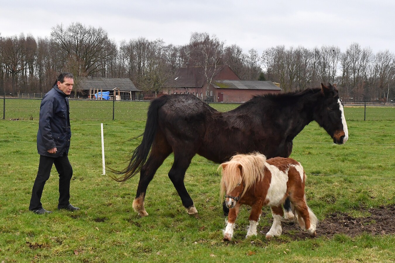 Raspaard Viola viert samen met Rambo haar 40e verjaardag met wortels en ...