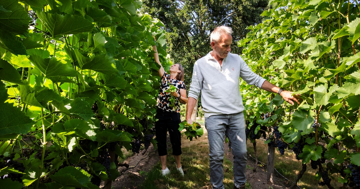 Sommige mensen kopen een dure auto; Anita en René hebben midden in Riethoven een eigen wijngaard