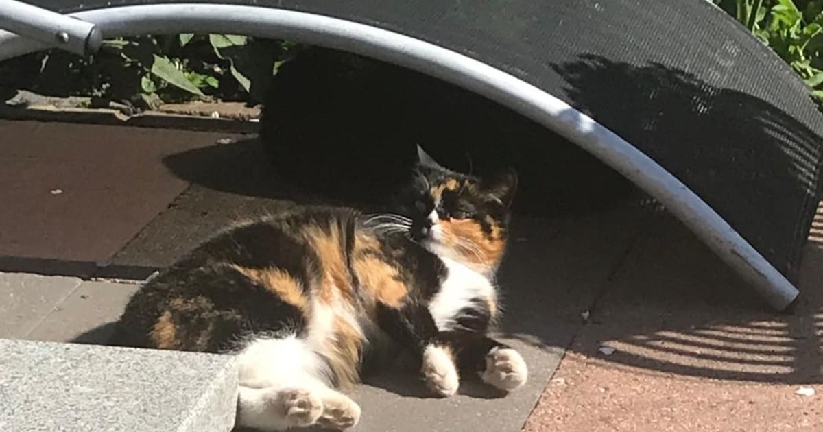 Heb jij Fred of Popje gezien? Deze twee huisdieren worden in Barneveld vermist