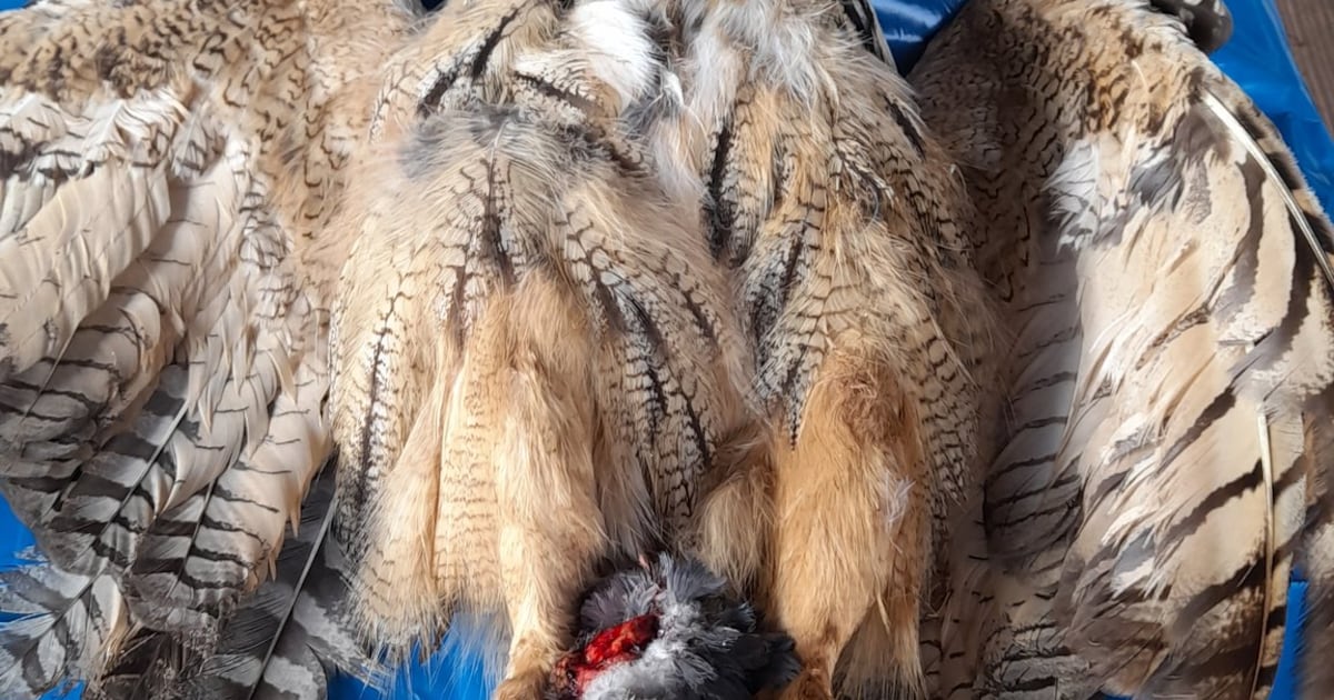 Oehoe met prooi dood gevonden in Winterswijk: ‘Heel aannemelijk dat het ...