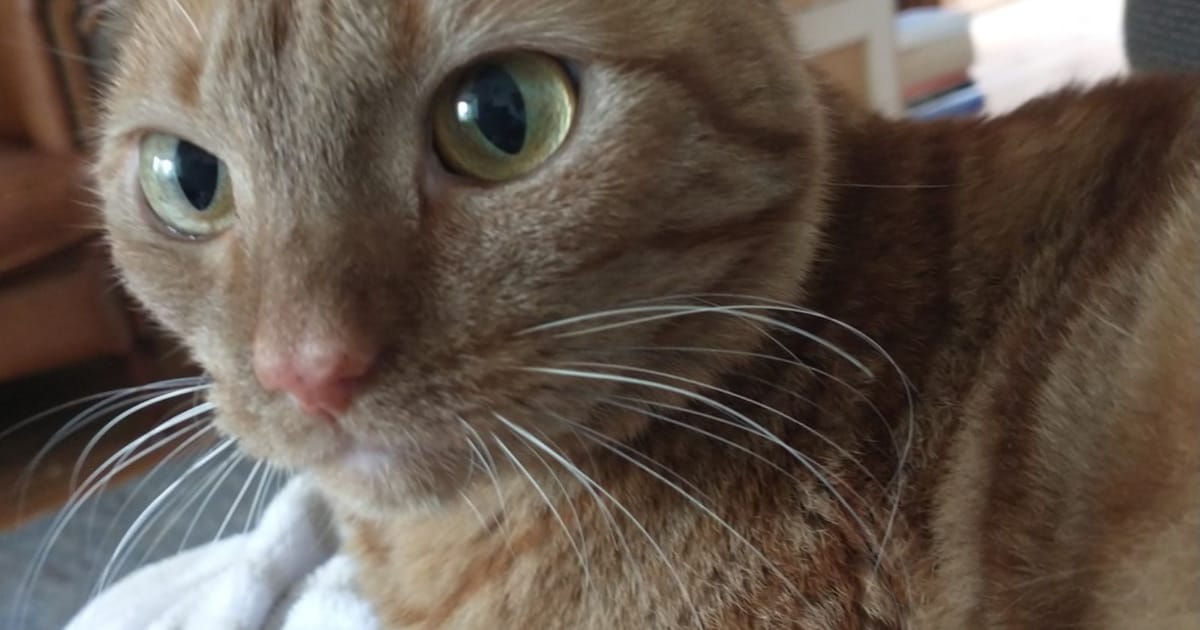 Heb jij Buddy gezien? Dit huisdier wordt in Wageningen vermist