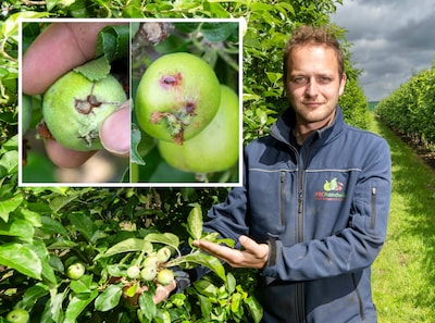 WhatsApp-groepen van fruittelers staan op ontploff