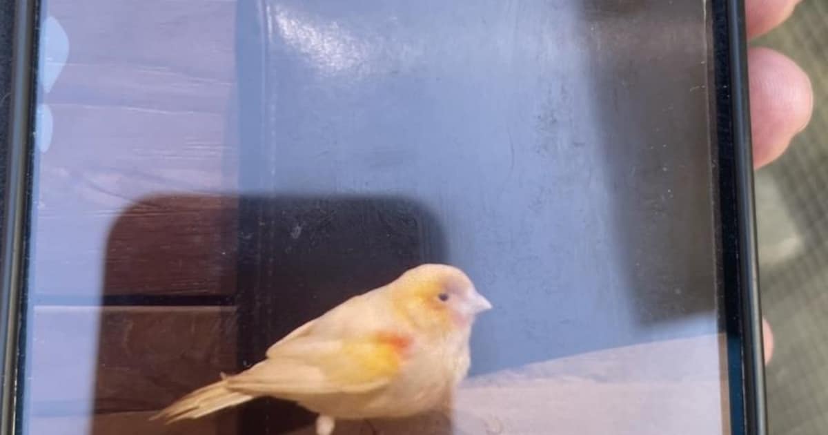 Heb jij Vogel gezien? Dit huisdier wordt in Bernheze vermist