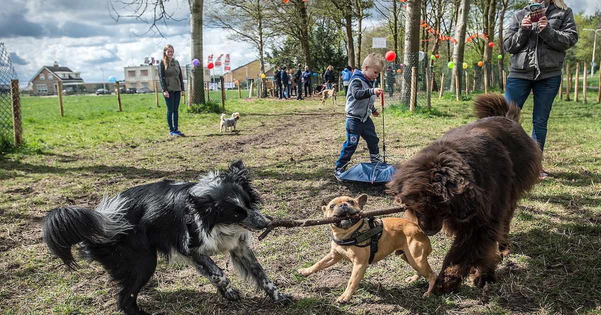 Gennep krijgt hondenspeelplaats en volkstuinencomplex in Milsbeek