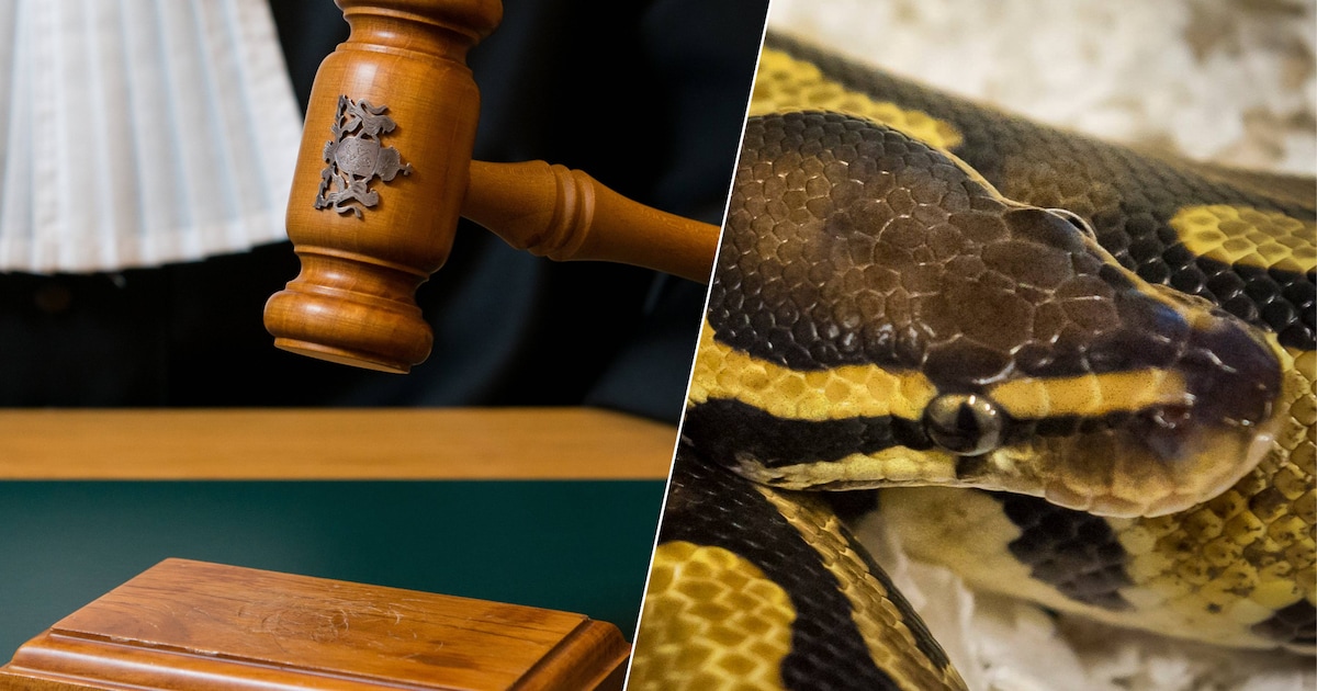 Achterhoeker fokt thuis 60 pythons en wil er zelfs meer: nu moet hij zijn woning uit
