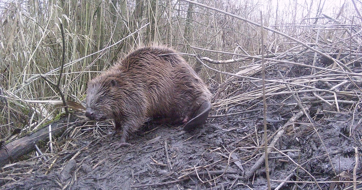 Gravende bever zit verkeer dwars in Park Lingezegen: weg tot nader ...