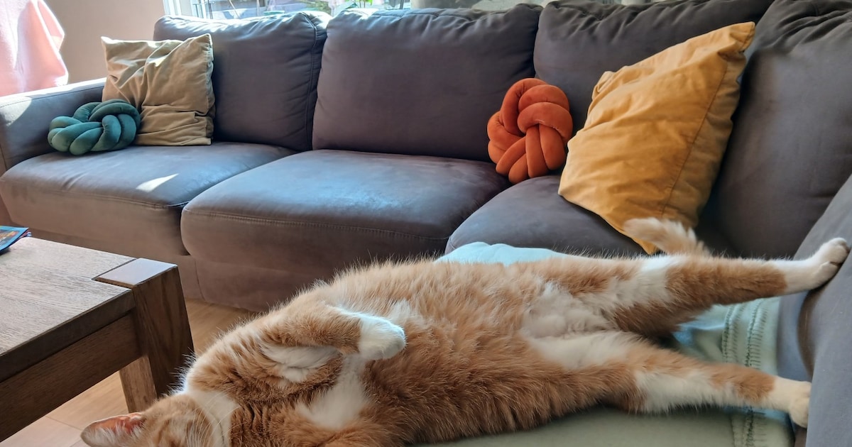 Heb jij Dino of Nala gezien? Deze twee huisdieren worden in Oude IJsselstreek vermist