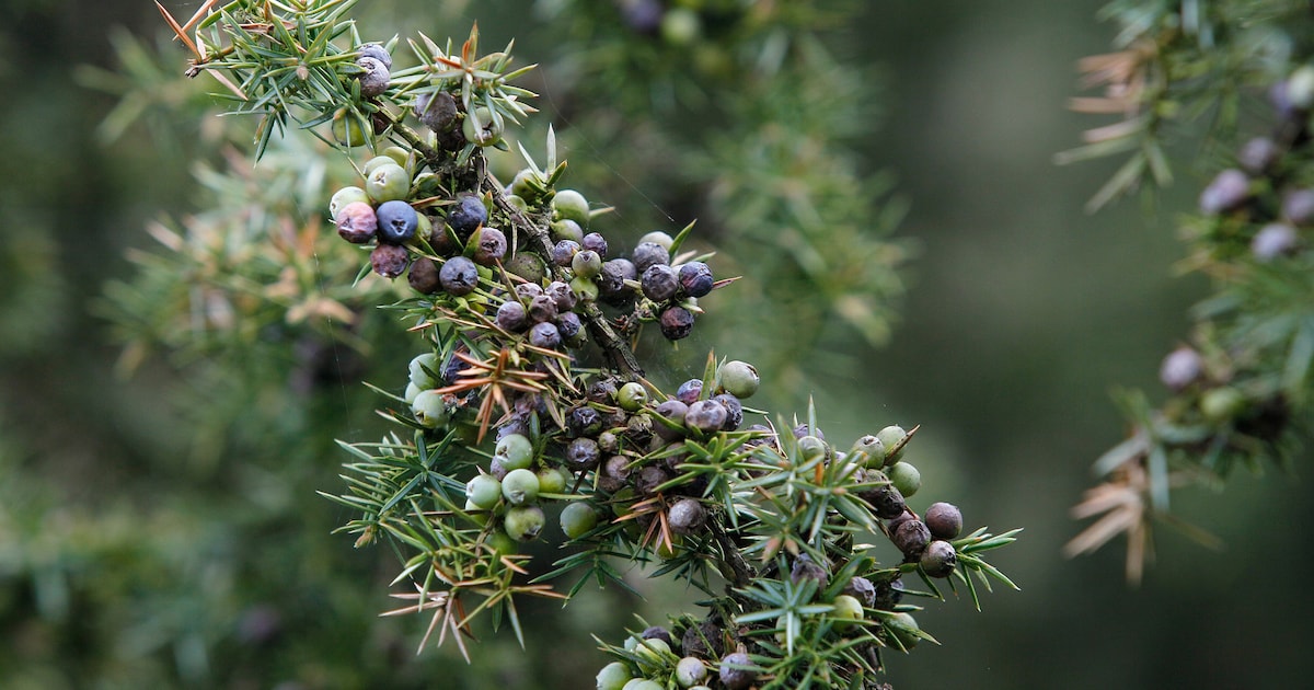 Natuurbrand bij Oostrum verwoest bijna alle jeneverbesstruiken: ‘Het gaat om heel oude exemplaren’