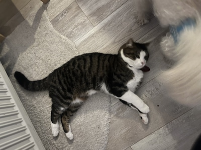 Heb jij Mollie gezien? Dit huisdier wordt in Beuningen vermist