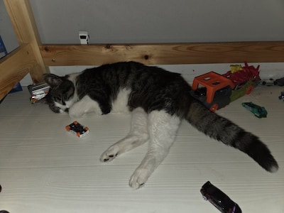 Heb jij Fluffy, Sidney of Gozer gezien? Deze drie huisdieren worden in Ede vermist
