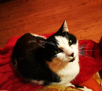 Heb jij Tom, Luna of Charlie gezien? Deze drie huisdieren worden in Rheden vermist