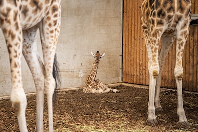 KIJK | Beveiligingsbeelden leggen de geboorte van giraffe vast in Emmen