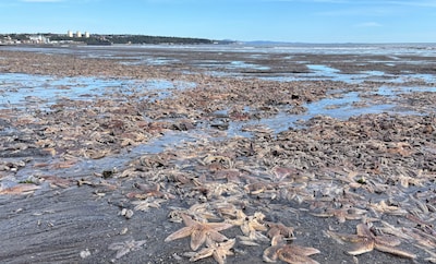 Duizenden dode zeesterren spoelen aan op Schotse stranden