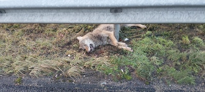 Dode vrouwtjeswolf langs A12 bij Overberg gevonden, mogelijk afkomstig uit roedel van dode wolf Bram