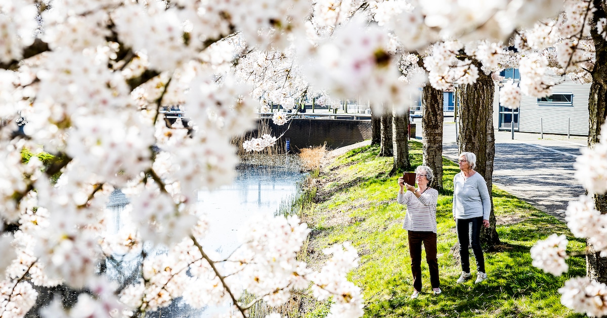 Waar staan de mooiste bloesembomen in Renswoude? Stuur ons je foto!