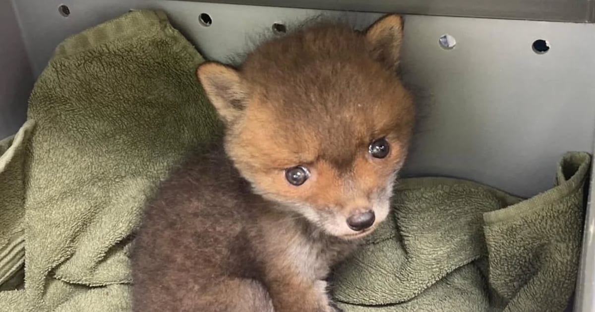 Dierenambulance Midden-Limburg redt jong verweesd vosje in Herten: riep om haar moeder