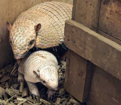 Weer unieke geboorte bij dierentuin in Eibergen: twee zesbandgordeldieren