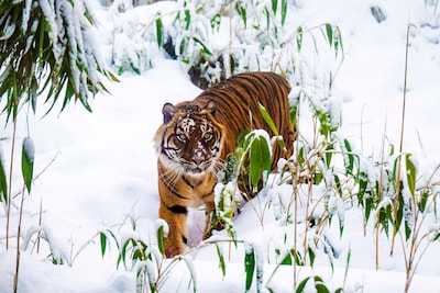 Tijger met vloerverwarming en pinguïns die niet zo dol zijn op de vrieskou: zó gaat het met de dieren van Burgers’ Zoo in de sneeuw