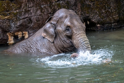 Olifant gebruikt slurf als snorkel: Burgers’ Zoo neemt maatregelen tegen hitte, voor dier én mens