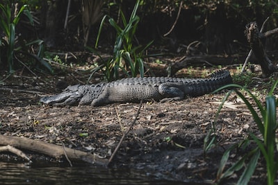 Amerikaanse vrouw denkt ’s nachts inbreker te horen, maar vindt twee vechtende alligators op veranda