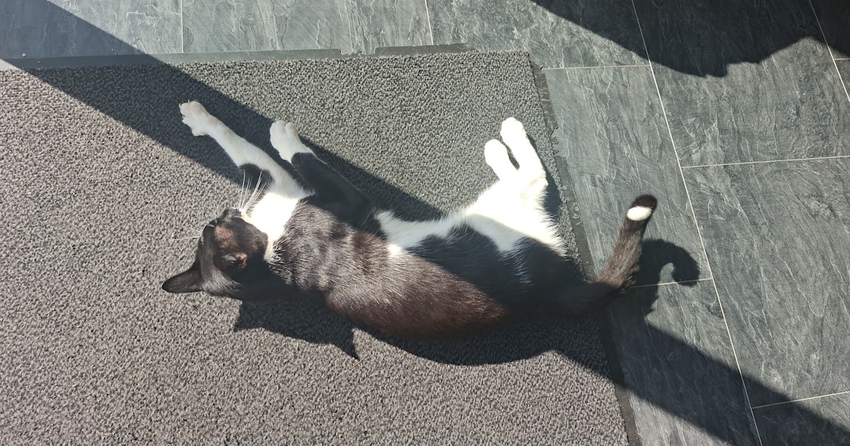 Heb jij Koetje of Simba gezien? Deze twee huisdieren worden in Druten vermist